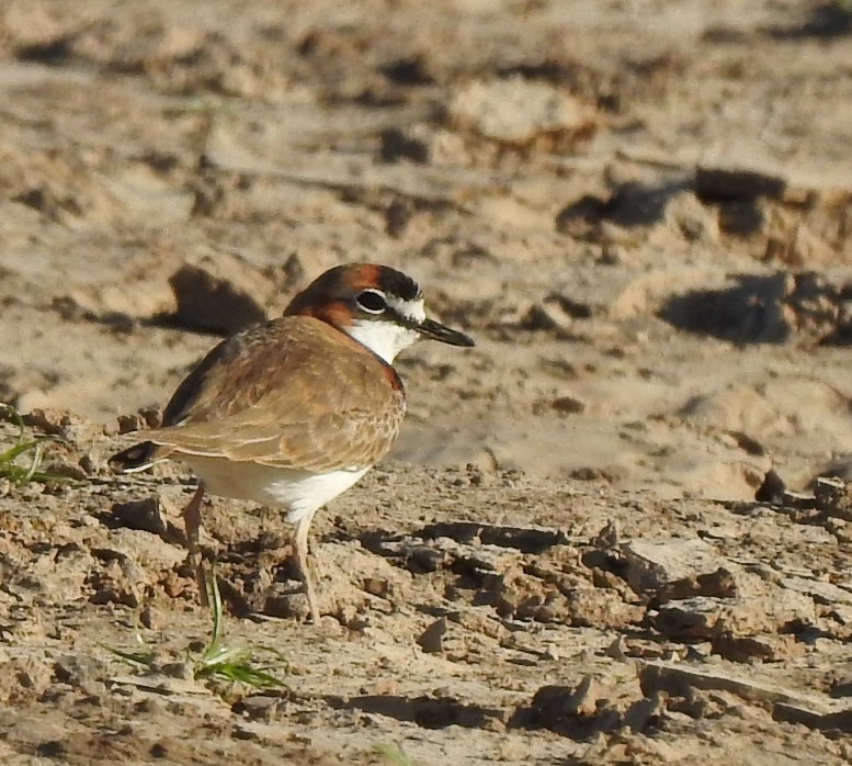 Collared Plover - ML234541491