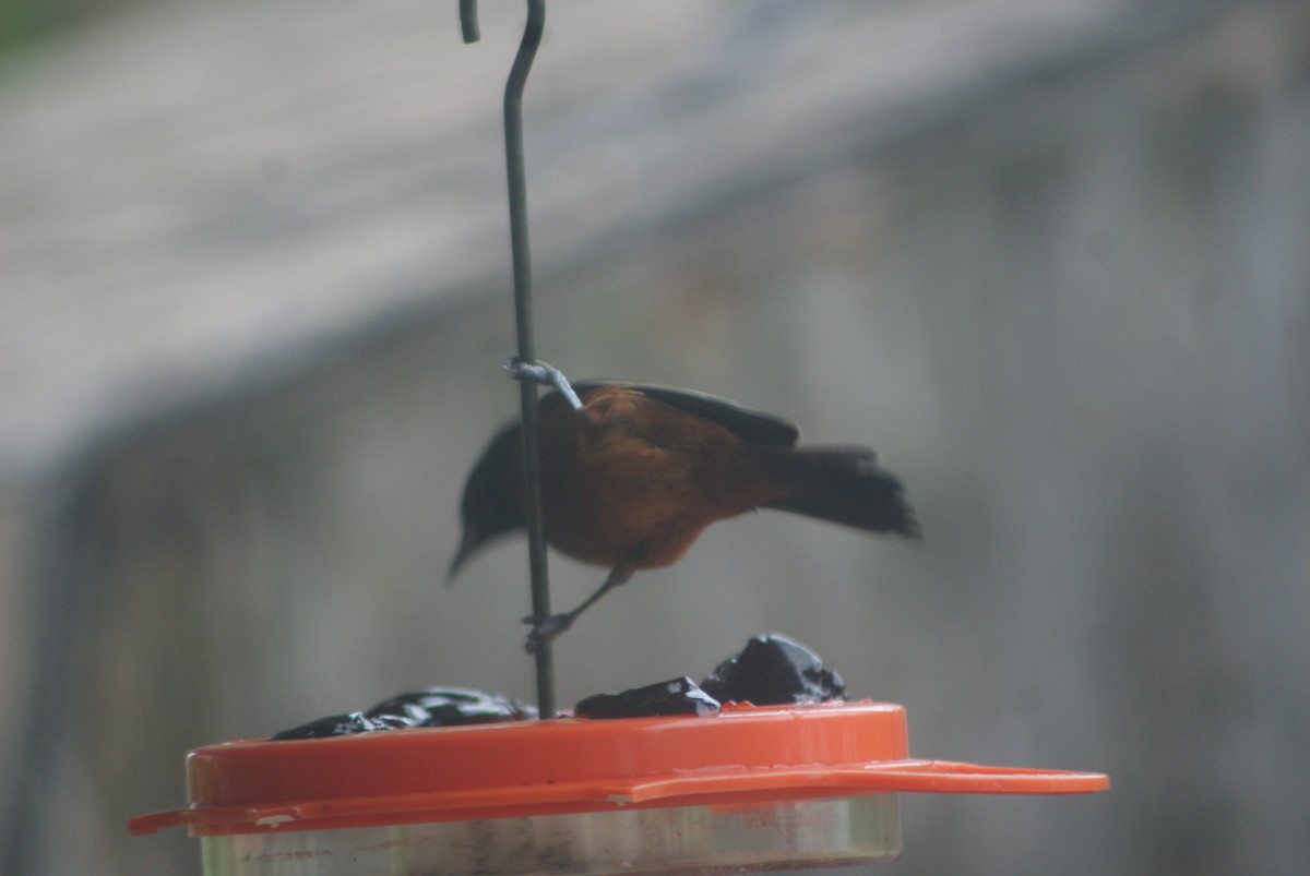 Orchard Oriole - ML234543101