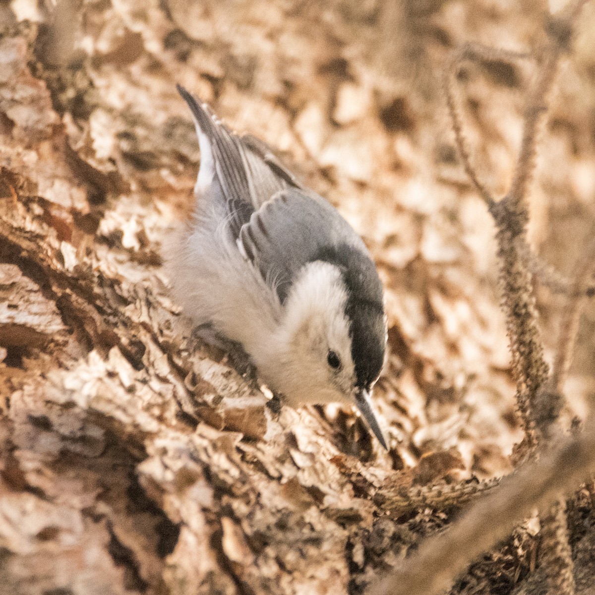 White-breasted Nuthatch - Lydia Ripplinger