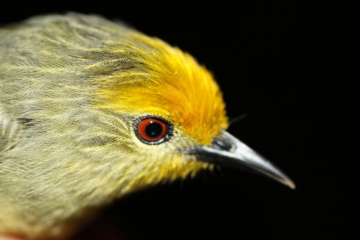 Golden-crowned Babbler - Merlijn van Weerd