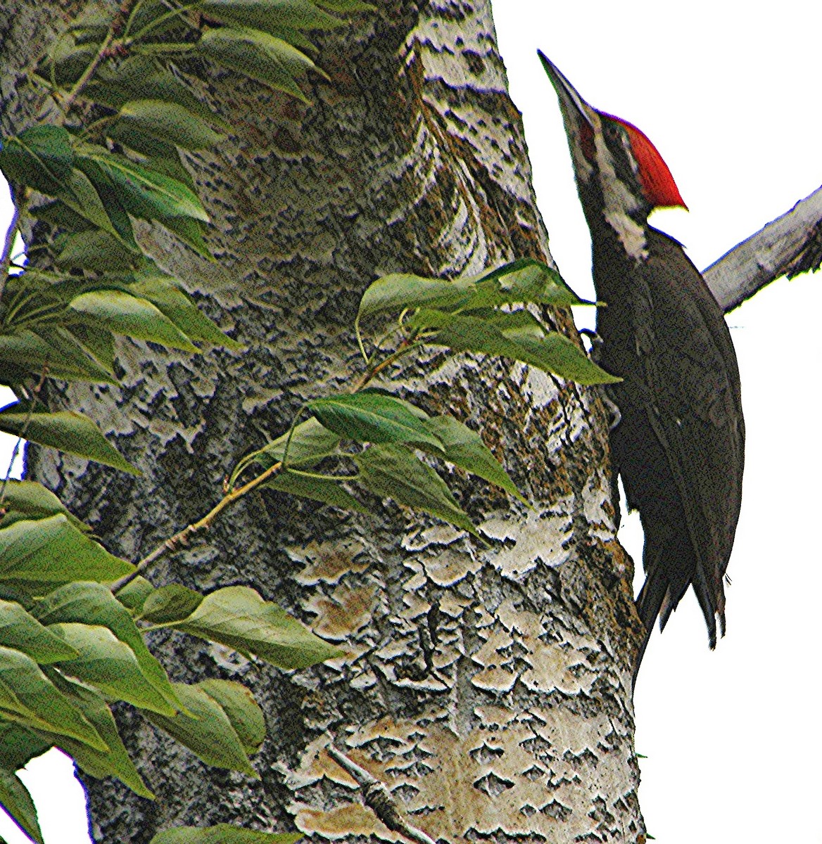 Pileated Woodpecker - ML23454811