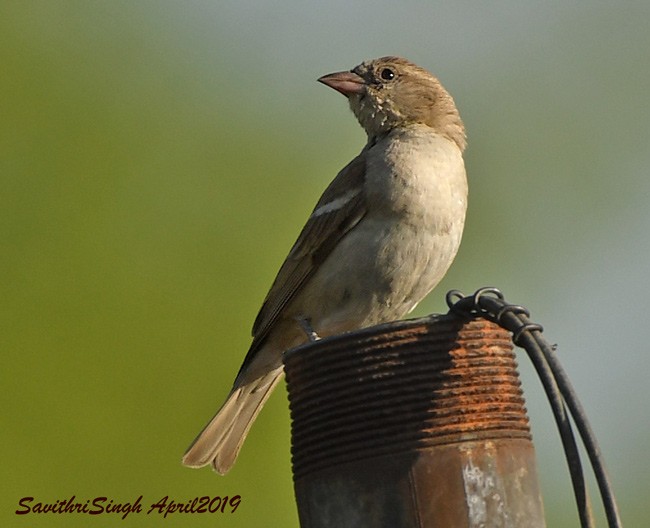 Yellow-throated Sparrow - Savithri Singh