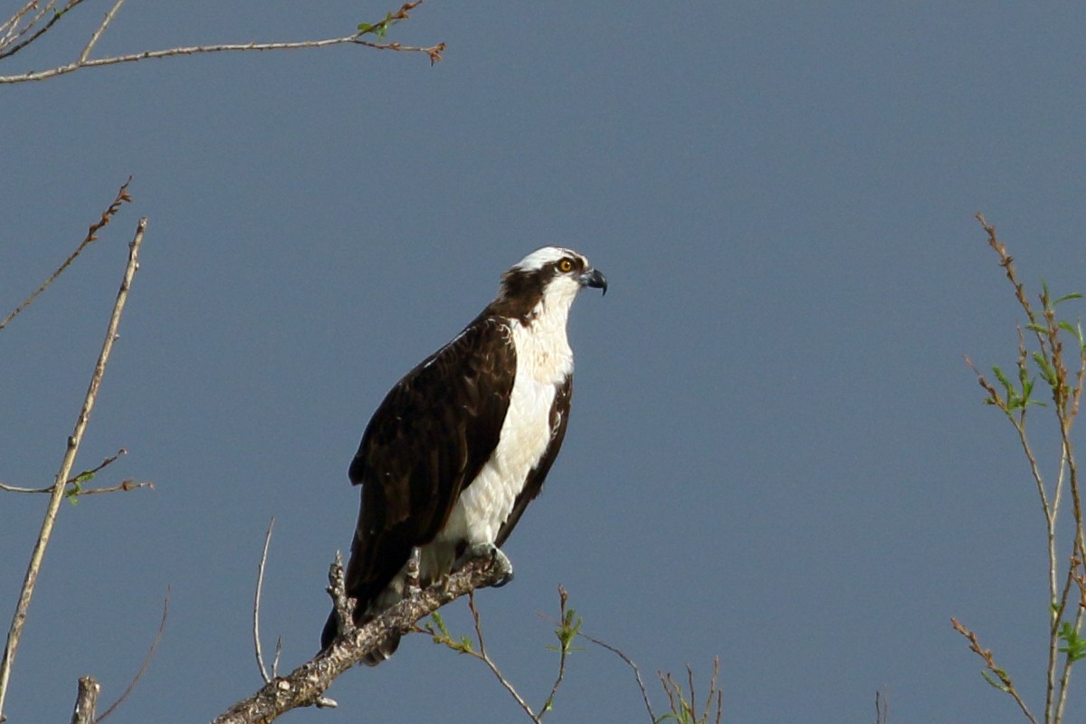 eBird Checklist - 14 May 2020 - Walden Ponds Wildlife Habitat--Walden ...