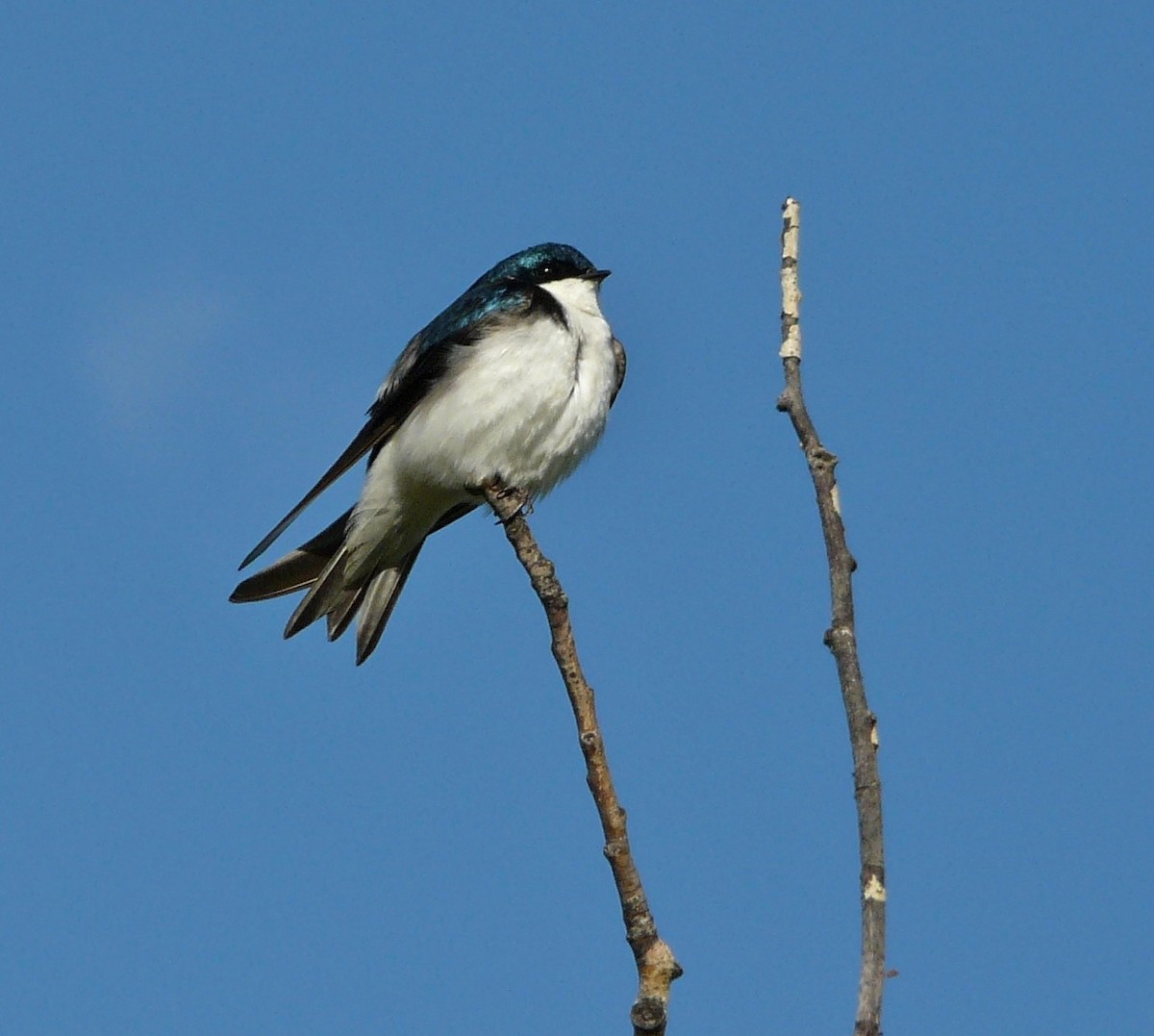 Tree Swallow - Cara Barnhill