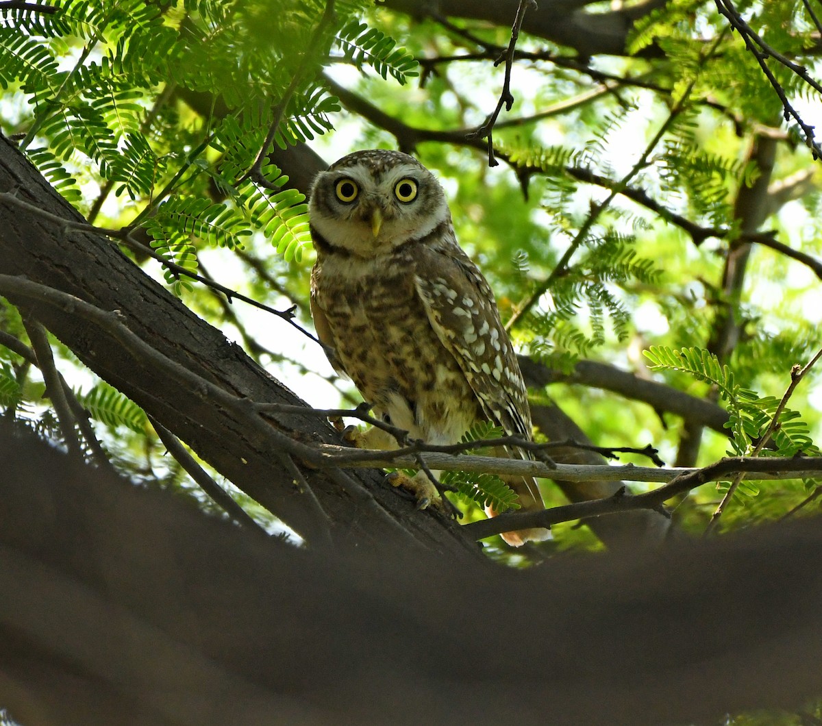 Spotted Owlet - Savithri Singh