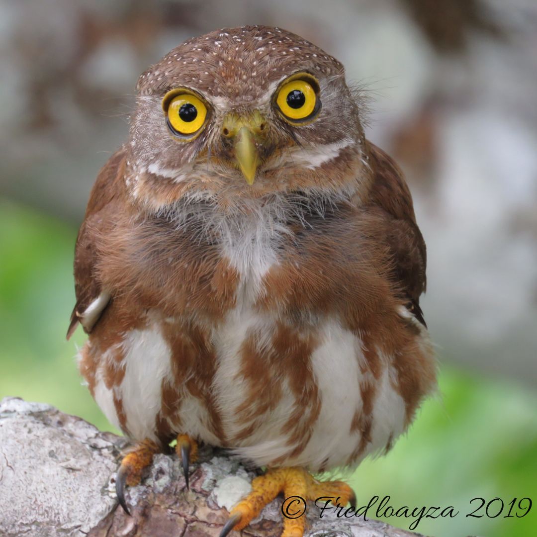 Amazonian Pygmy-Owl - ML234550641