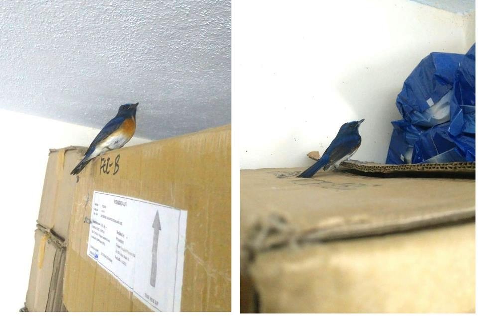 Blue-throated Flycatcher - Sreekumar Chirukandoth