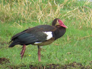 Spur-winged Goose, ML234561191