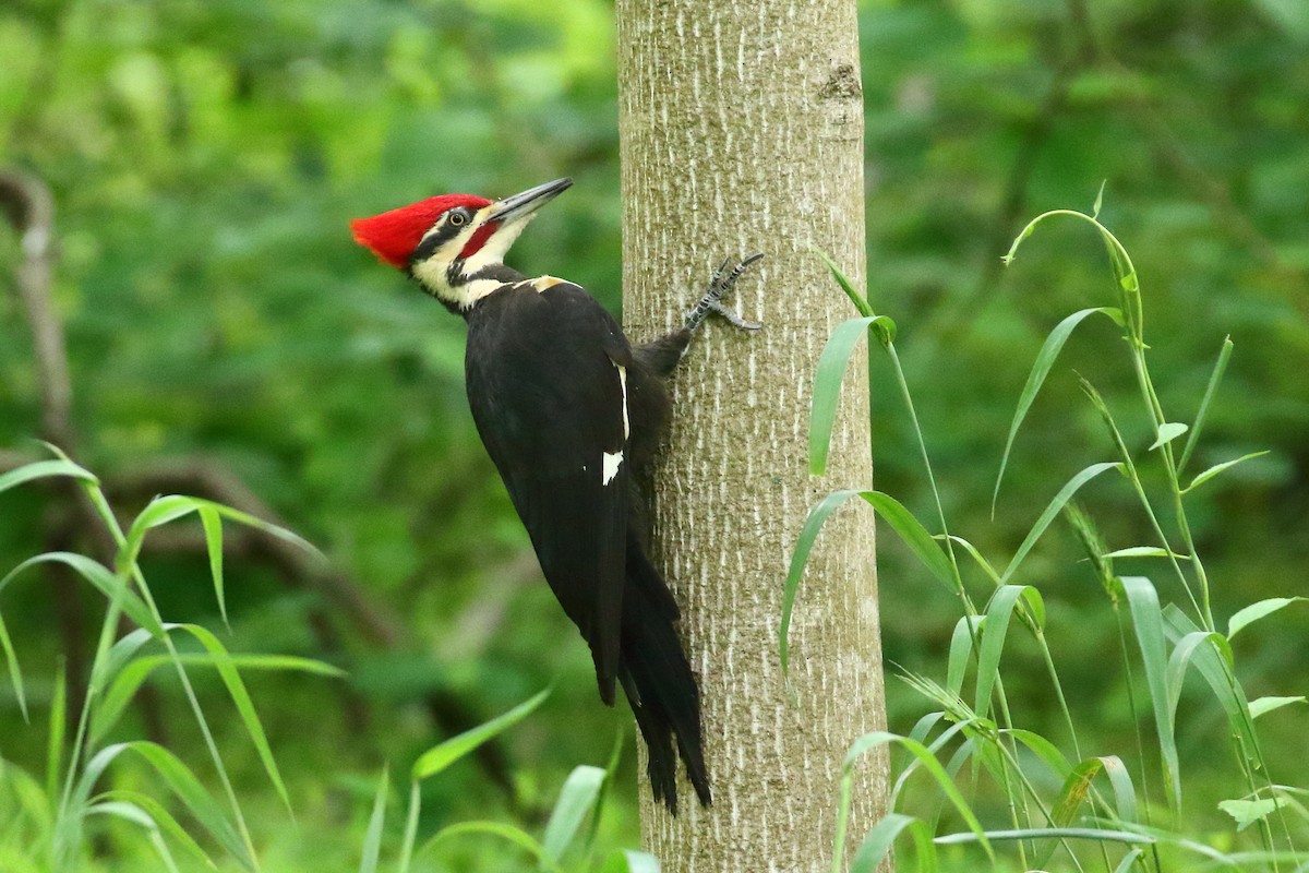 Pileated Woodpecker - David Disher