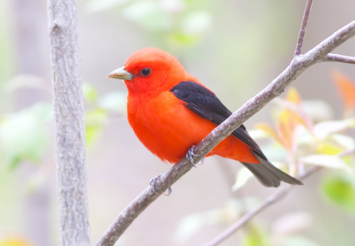 Scarlet Tanager - ML234572701