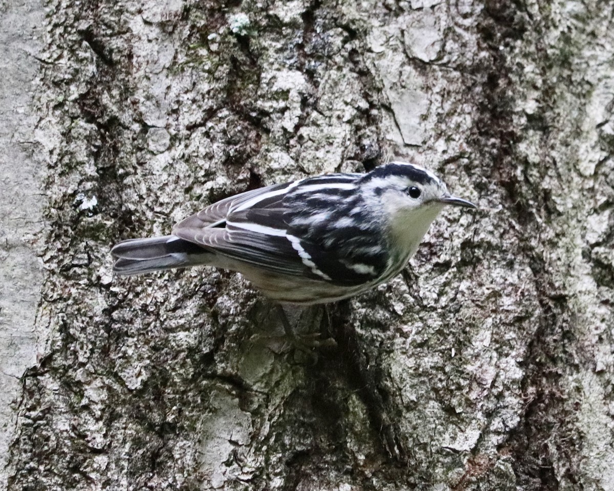 Black-and-white Warbler - ML234576041