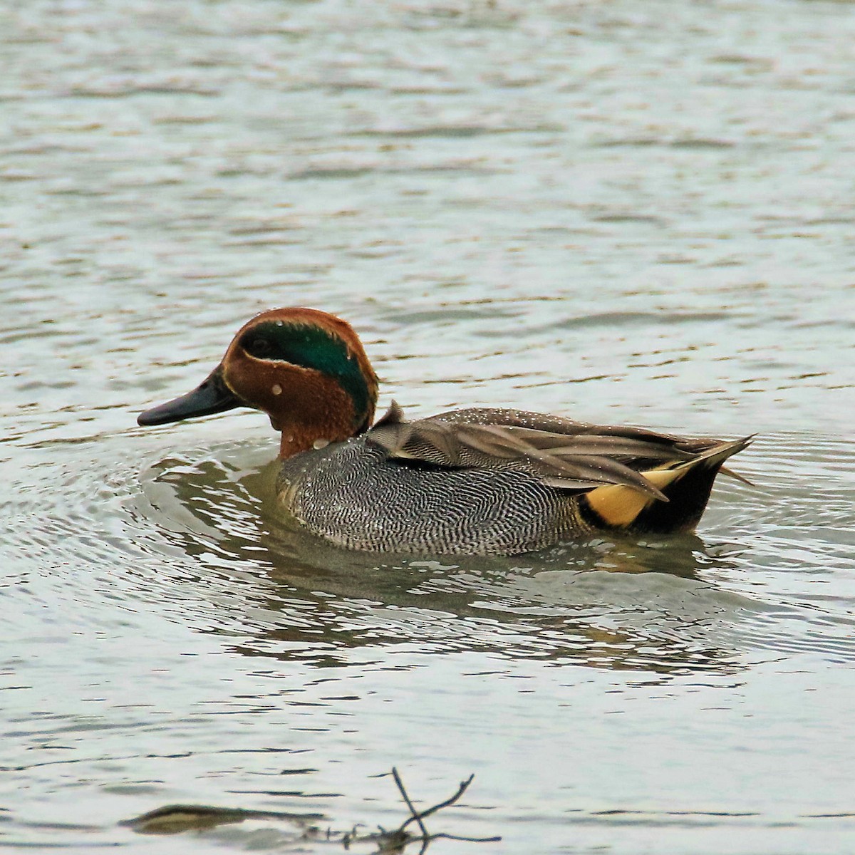 Green-winged Teal - poshien chien