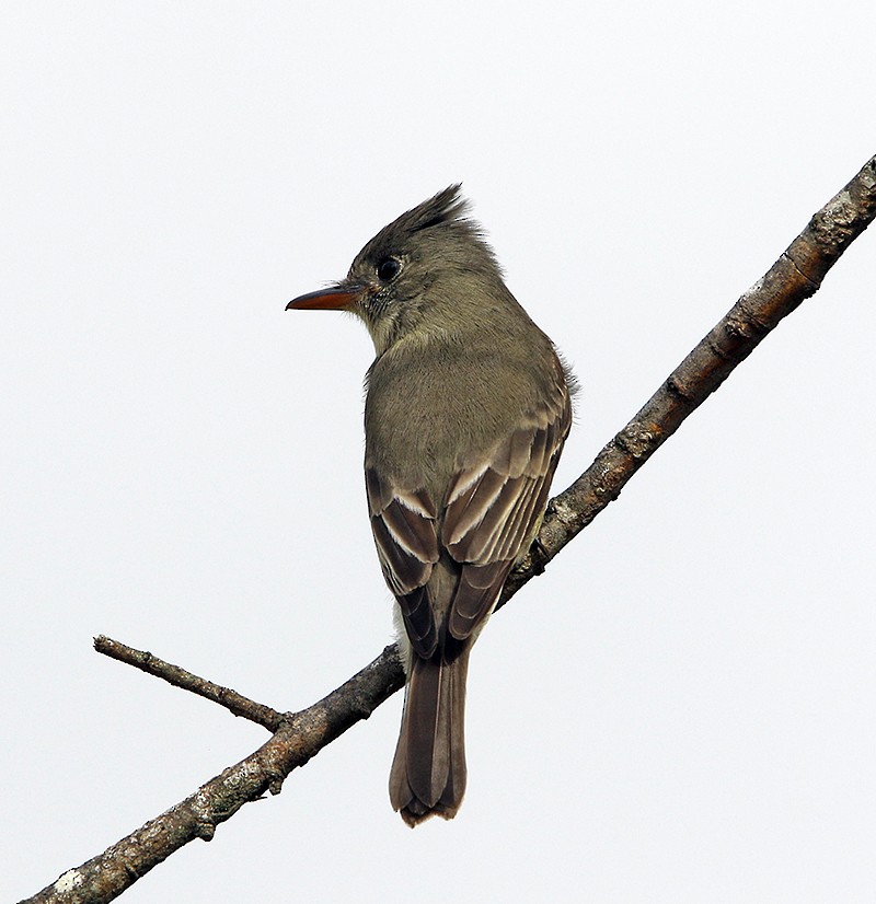 Greater Pewee - ML23457941