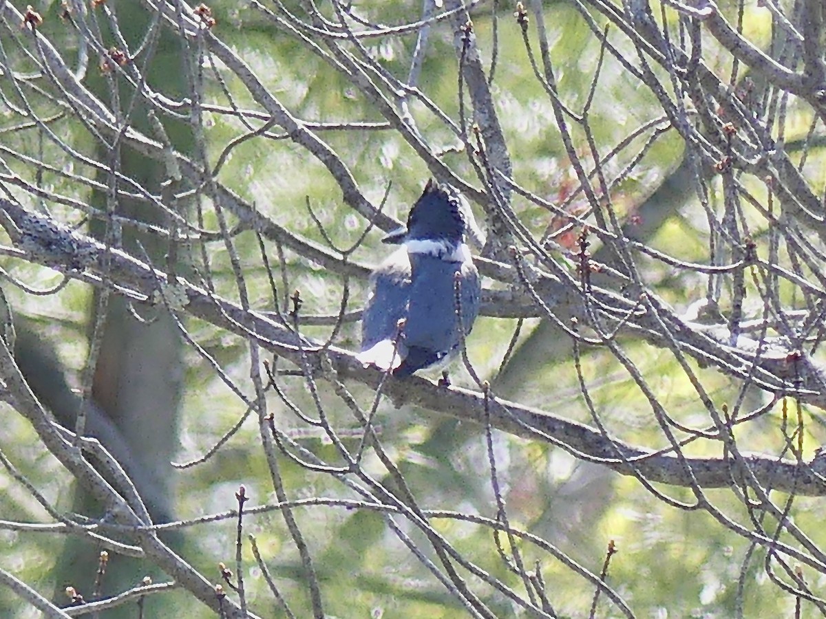 Belted Kingfisher - ML234586211