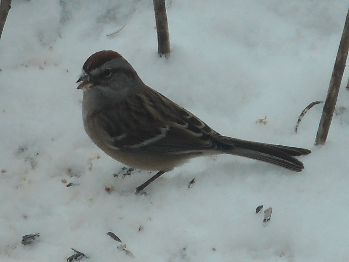 American Tree Sparrow - Derek Green