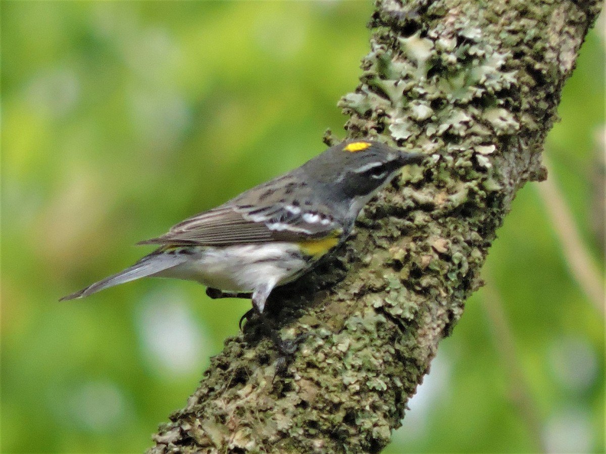 Yellow-rumped Warbler (Myrtle) - Cade Campbell