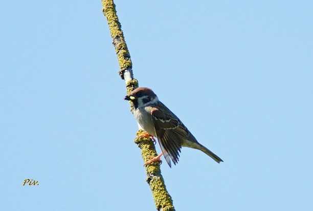 Eurasian Tree Sparrow - ML234588891
