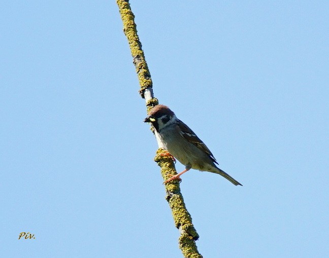 Eurasian Tree Sparrow - ML234588911