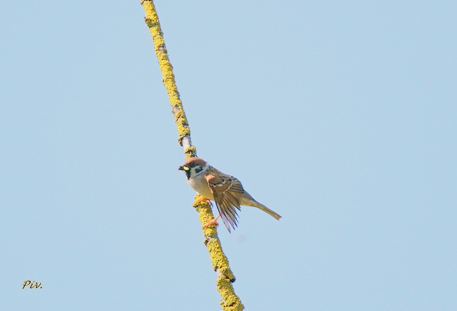 Eurasian Tree Sparrow - ML234588931