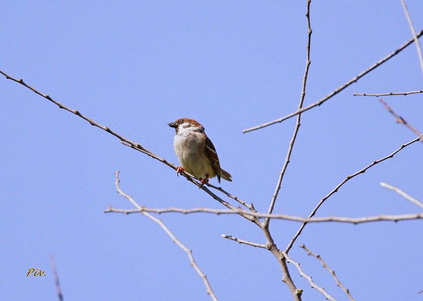 Eurasian Tree Sparrow - ML234588941