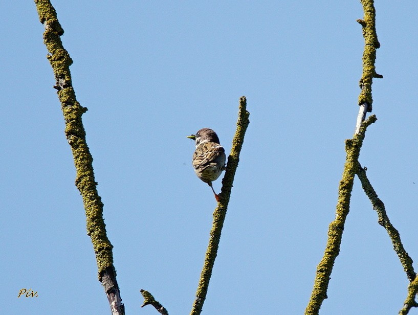 Eurasian Tree Sparrow - ML234588971