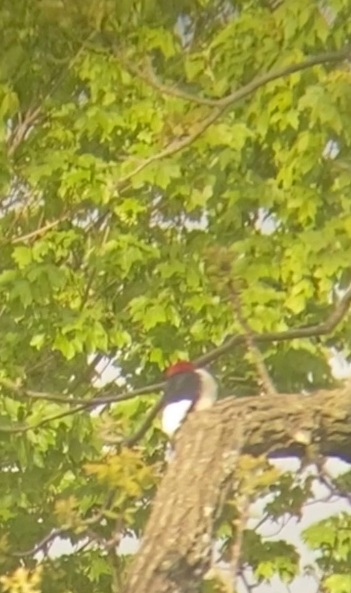 Red-headed Woodpecker - ML234590431