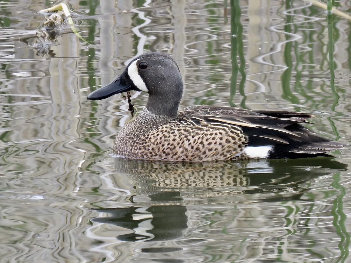 Blue-winged Teal - ML234592031
