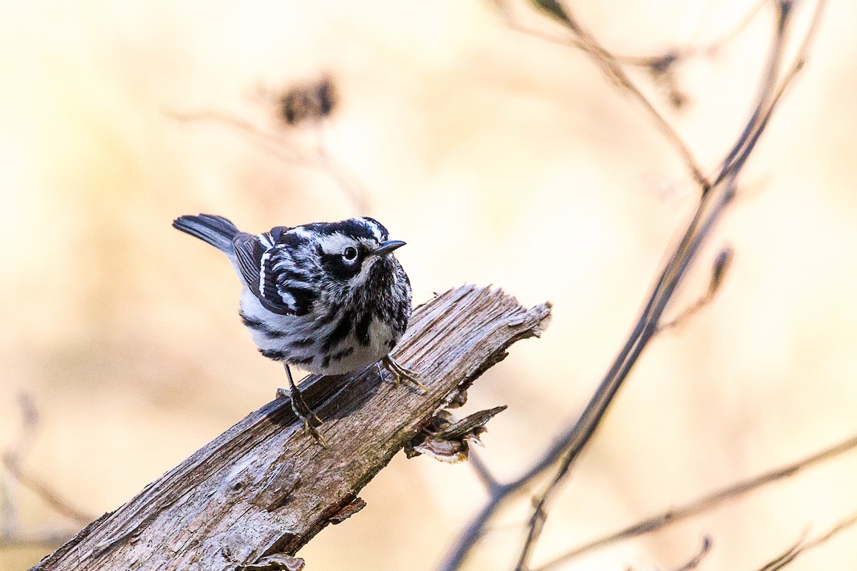 Black-and-white Warbler - ML234594291