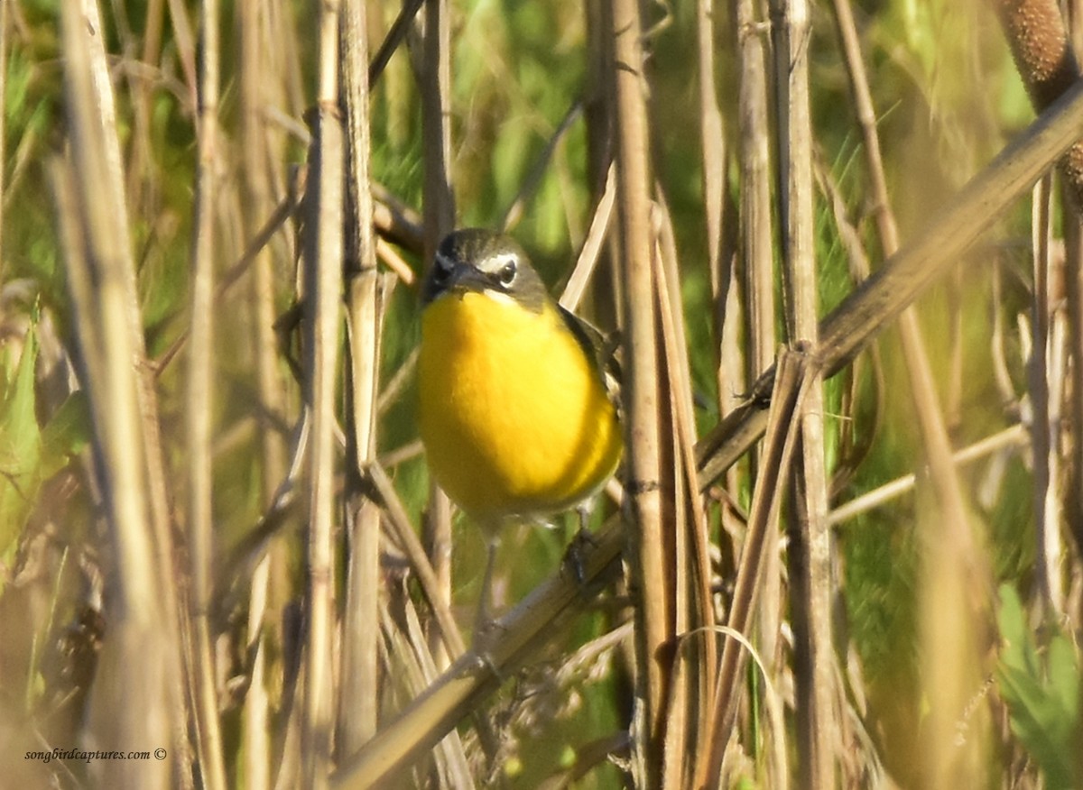Yellow-breasted Chat - ML234599101