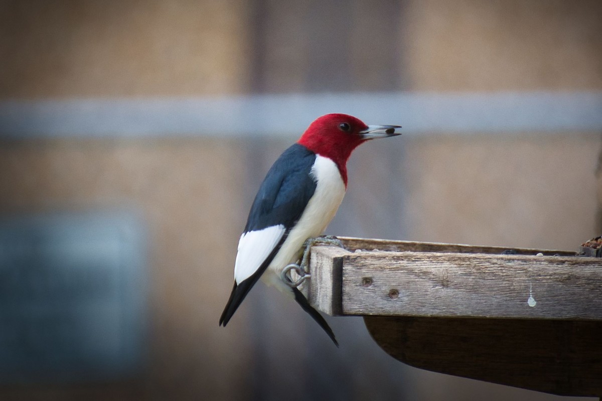 Red-headed Woodpecker - thomas christ
