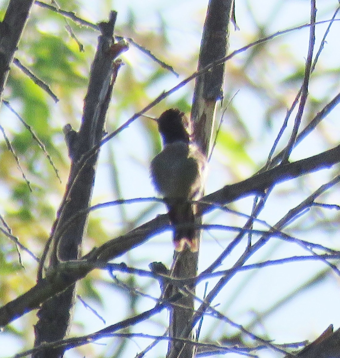 Black-chinned Hummingbird - ML234603471