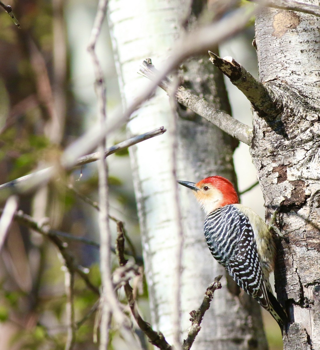 Red-bellied Woodpecker - Brian Miller