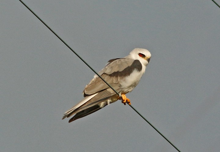 White-tailed Kite - Kris Petersen