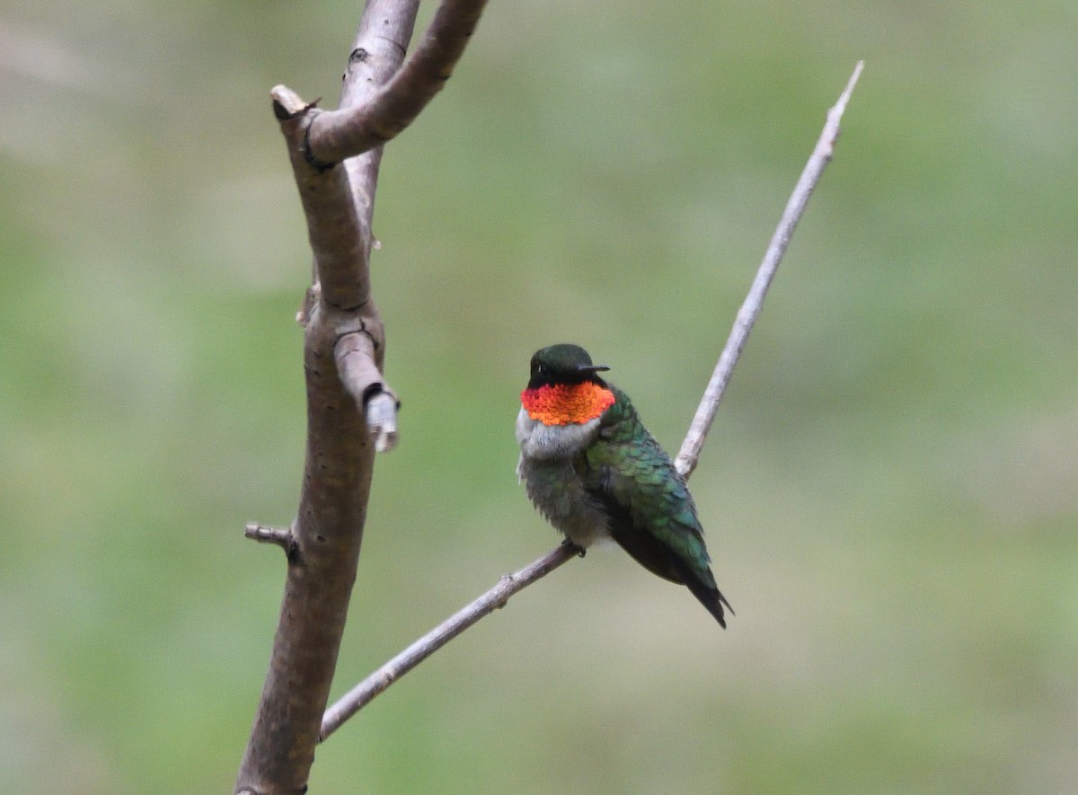 Ruby-throated Hummingbird - ML234611161
