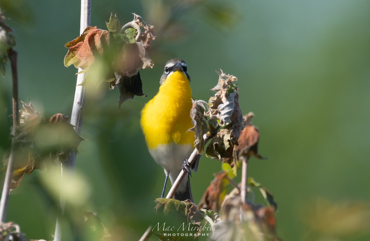Yellow-breasted Chat - ML234612581