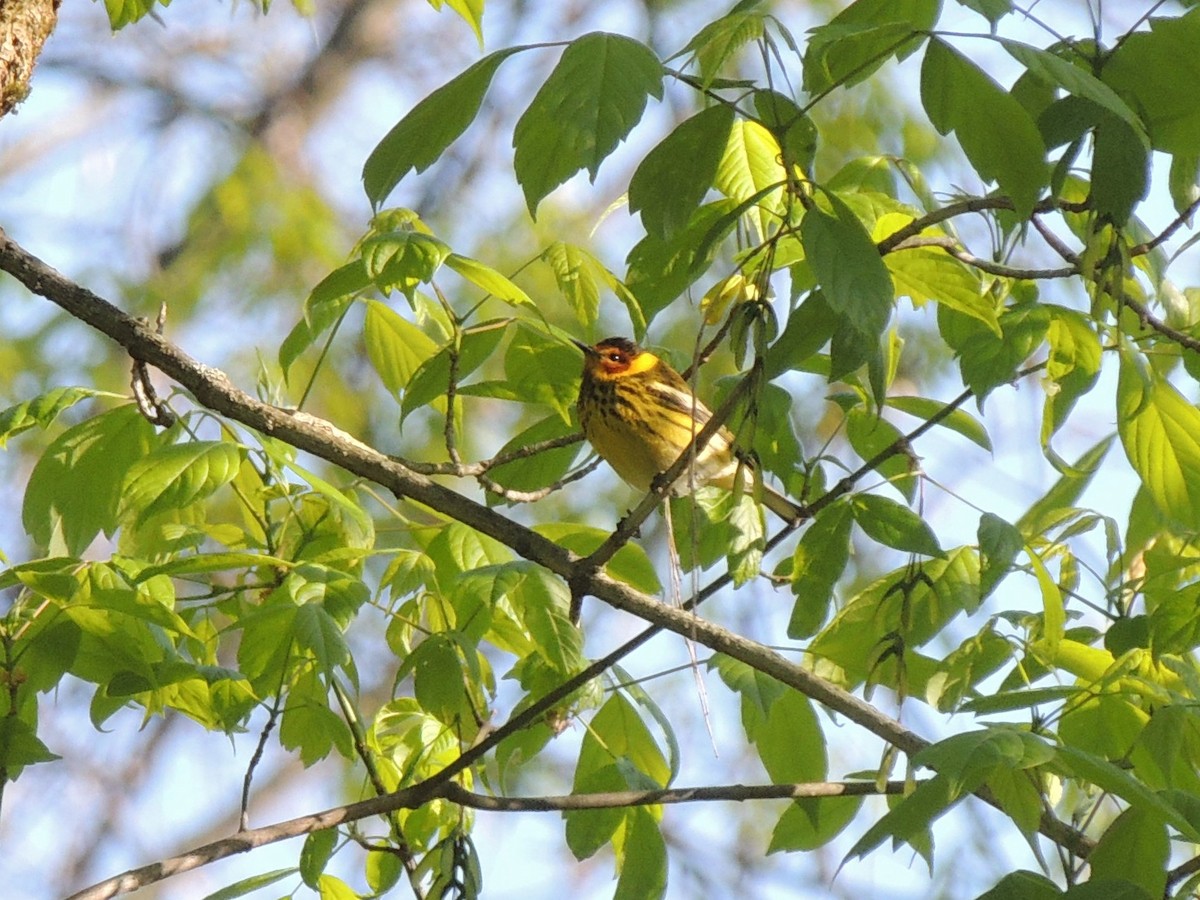 Cape May Warbler - ML234617811