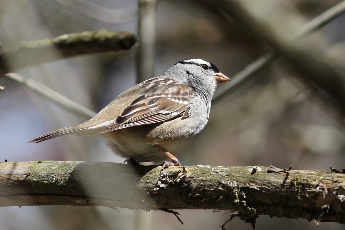 White-crowned Sparrow - Mylene  Paulhus, Perreault