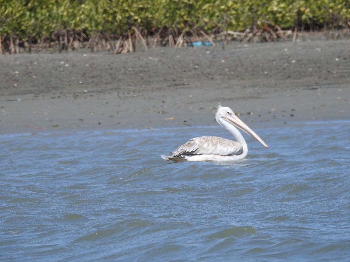 Pink-backed Pelican - ML234620861