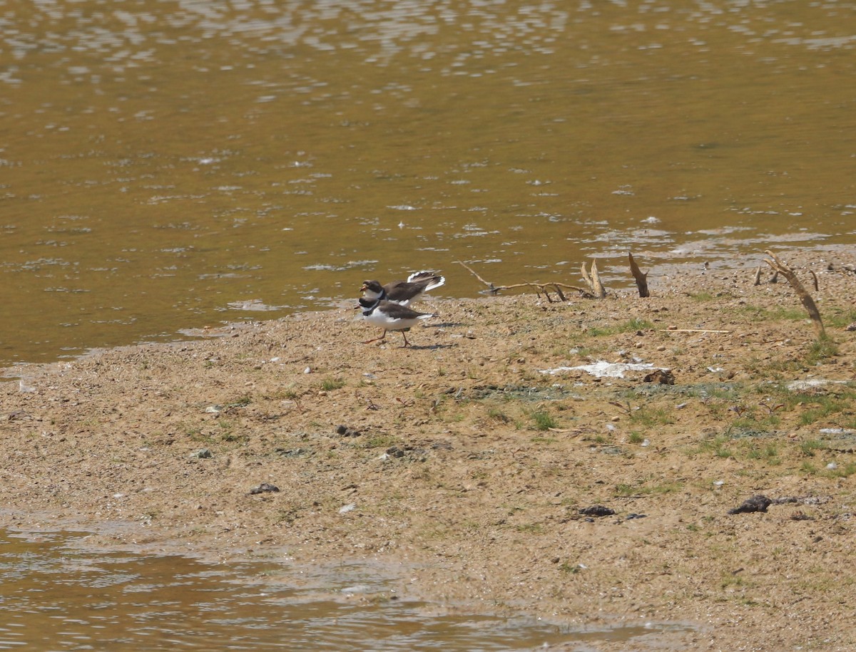 Semipalmated Plover - ML234634181