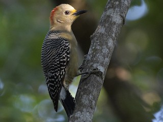  - Yucatan Woodpecker