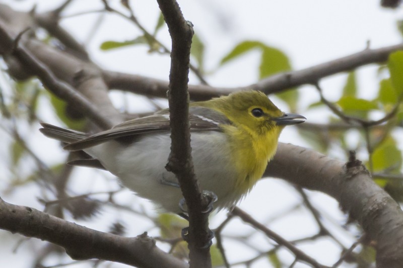 Yellow-throated Vireo - Larry Bird