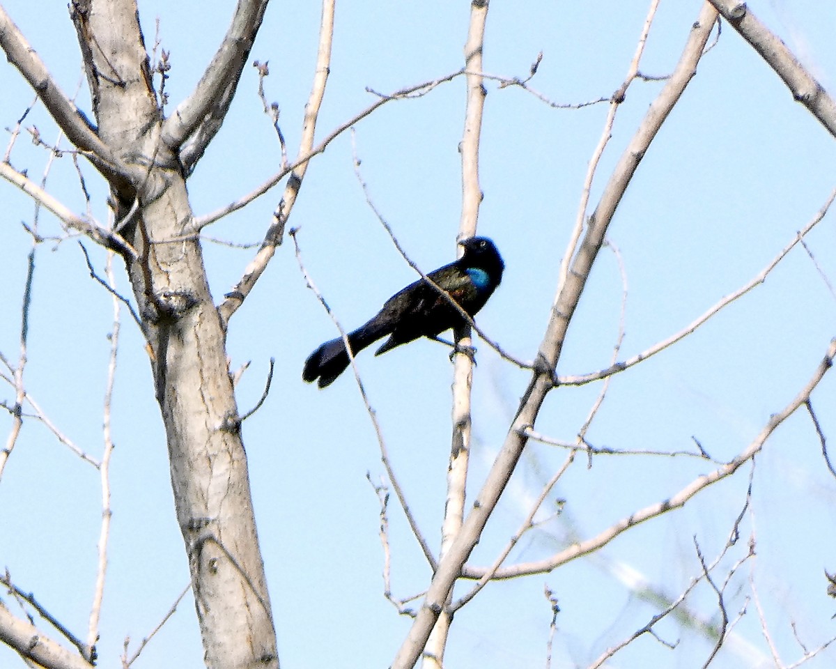 Great-tailed Grackle - Randall M