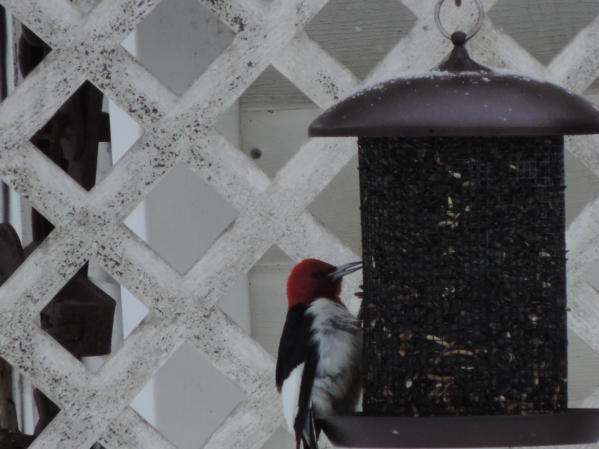Red-headed Woodpecker - ML23465431