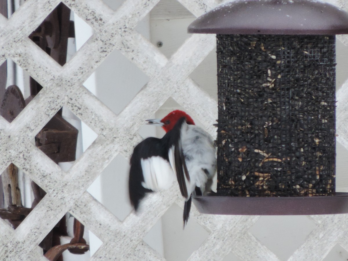 Red-headed Woodpecker - ML23465441