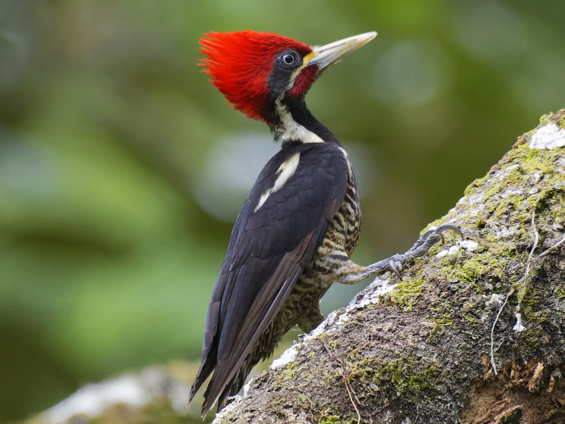 Lineated Woodpecker - Don Danko