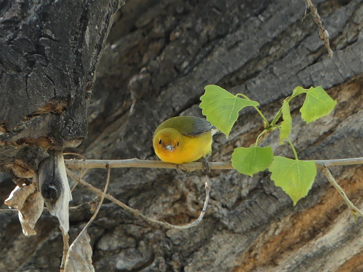 Prothonotary Warbler - Ann Hunkins