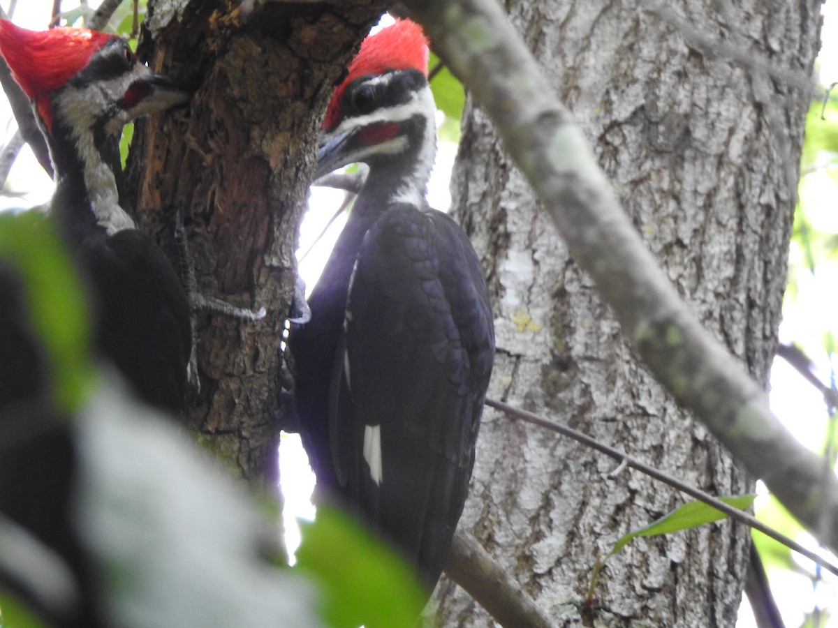 Pileated Woodpecker - ML234657571