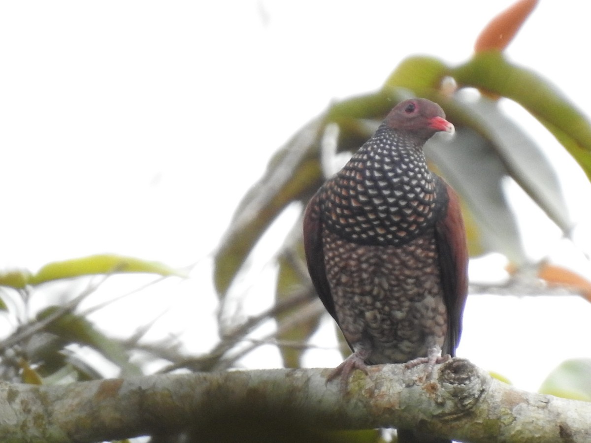 Scaled Pigeon - Abel Atehortua