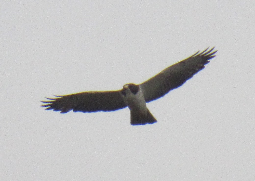 Short-tailed Hawk - ML234666491