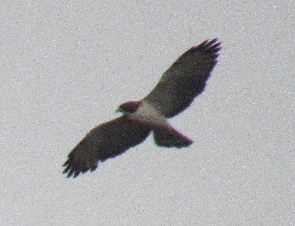 Short-tailed Hawk - ML234666591